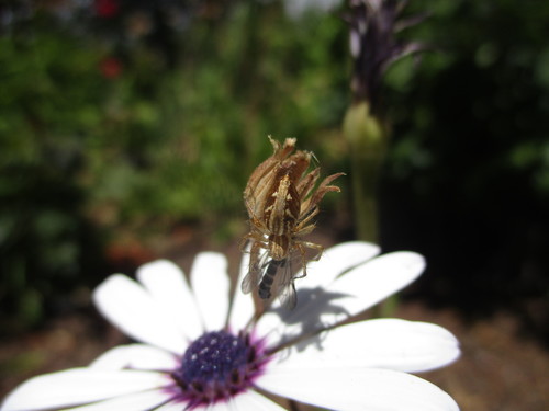 Oxyopes kraepelinorum
