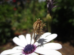 Oxyopes kraepelinorum