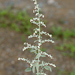 Artemisia argyi - Photo (c) V.S. Volkotrub, alguns direitos reservados (CC BY-NC), uploaded by V.S. Volkotrub