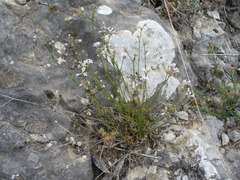 Asperula rumelica