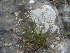 Asperula rumelica