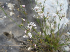 Asperula rumelica