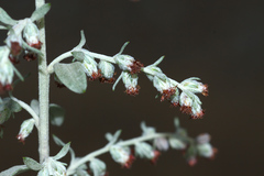 Artemisia argyi