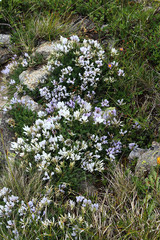 Astragalus levieri