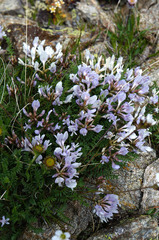 Astragalus levieri