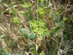 Bupleurum rotundifolium