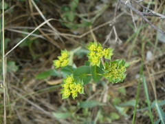 Bupleurum rotundifolium