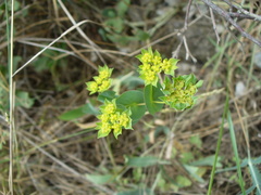 Bupleurum rotundifolium