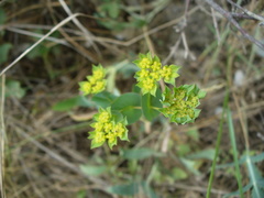 Bupleurum rotundifolium
