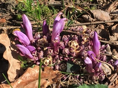 Lathraea clandestina