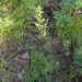 Artemisia commutata - Photo (c) V.S. Volkotrub, algunos derechos reservados (CC BY-NC), subido por V.S. Volkotrub