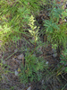 Artemisia commutata - Photo (c) V.S. Volkotrub, some rights reserved (CC BY-NC), uploaded by V.S. Volkotrub