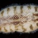 Acanthochitona zebra - Photo (c) carriebowbiodiversity, some rights reserved (CC BY-NC), uploaded by carriebowbiodiversity