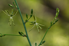 Chlorophytum macrosporum image