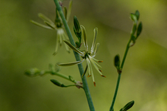 Chlorophytum macrosporum image