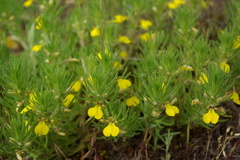 Ajuga chamaepitys chia