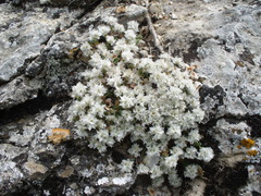 Paronychia pontica