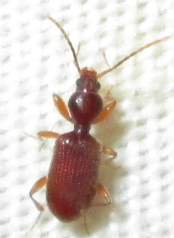 Apotomus
