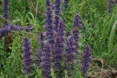 Ajuga orientalis