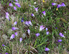 Campanula tridentata biebersteiniana