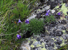 Campanula saxifraga