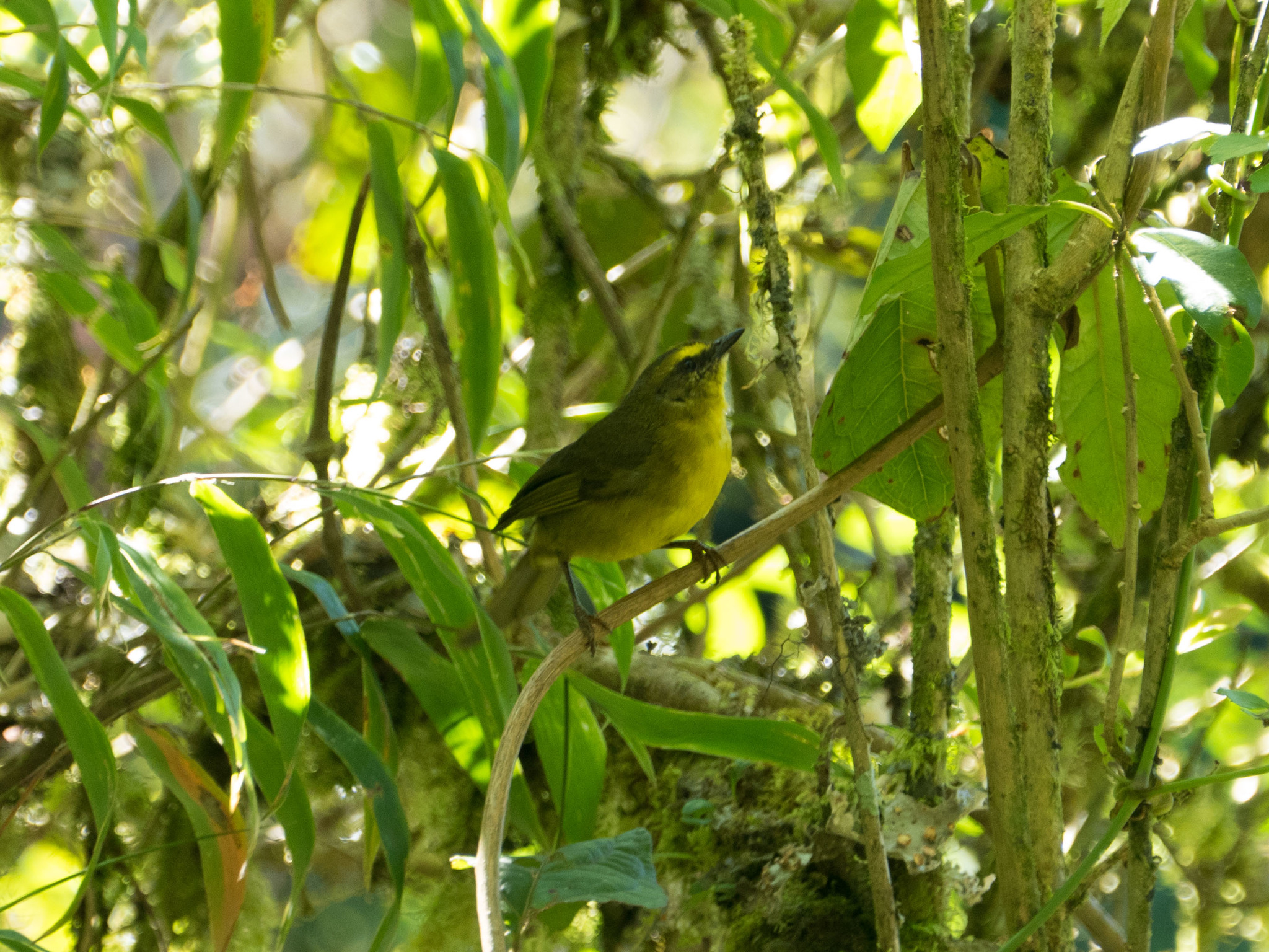 Myiothlypis luteoviridis image