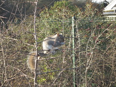 Sciurus carolinensis