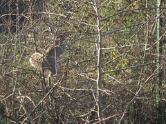 Sciurus carolinensis