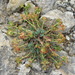 Euphorbia petrophila - Photo (c) Eduard Garin, some rights reserved (CC BY-NC), uploaded by Eduard Garin
