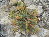 Euphorbia petrophila - Photo (c) Eduard Garin, some rights reserved (CC BY-NC), uploaded by Eduard Garin
