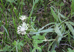 Centaurea cheiranthifolia