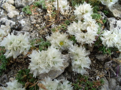 Paronychia pontica
