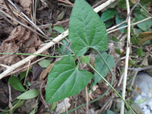 Thunbergia alata