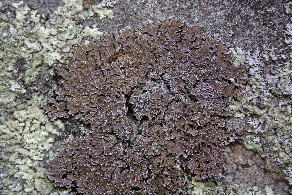 Physconia petraea