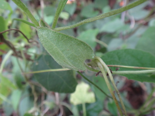 Thunbergia alata