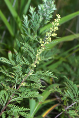 Artemisia freyniana