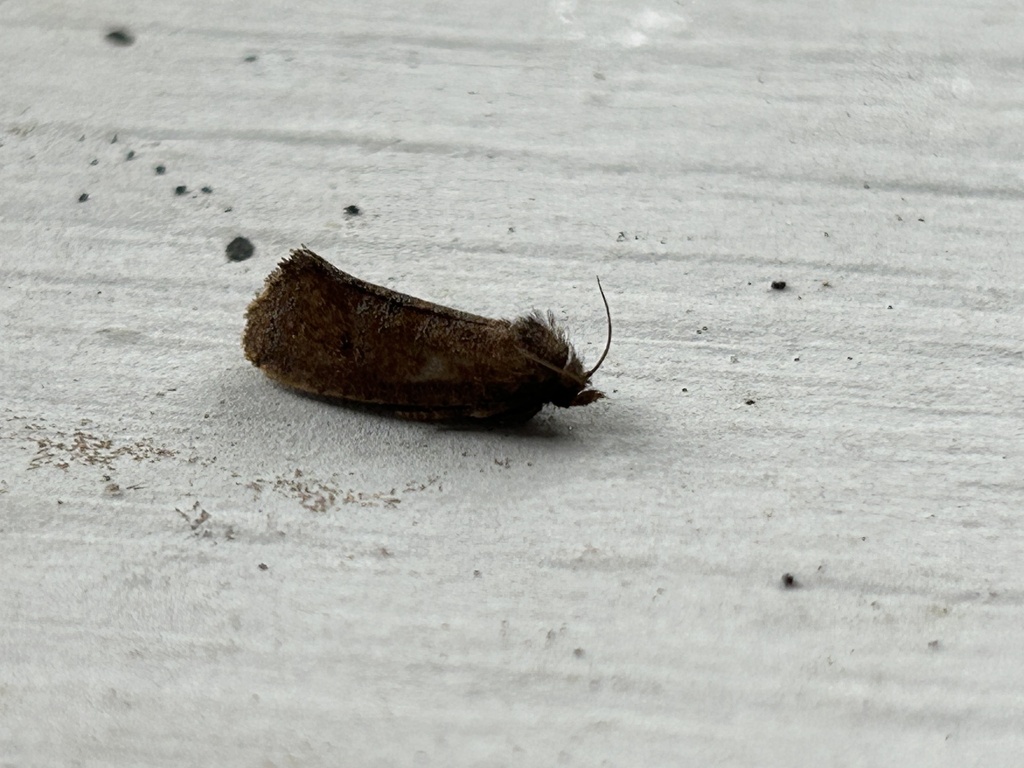 heppner-s-grass-tubeworm-moth-from-odyssey-lake-cir-s-brunswick-ga