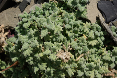 Dracocephalum botryoides