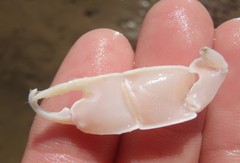 Trypaea australiensis