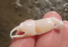 Trypaea australiensis