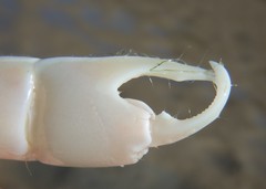 Trypaea australiensis