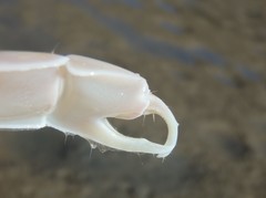 Trypaea australiensis