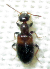 Hirticomus