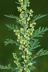Artemisia freyniana