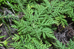Artemisia freyniana