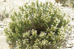 Dracocephalum multicaule