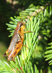Melanoplus fasciatus