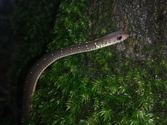 Gongylosoma baliodeira