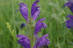 Dracocephalum austriacum