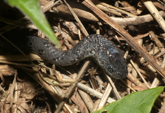 Pareas margaritophorus